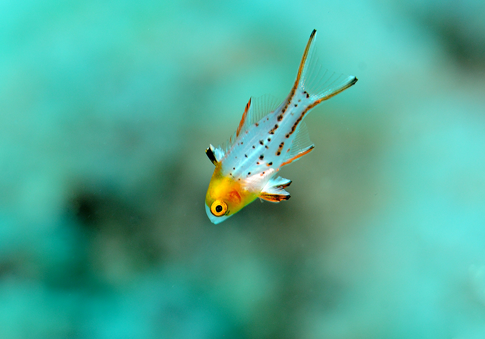 lyretail hogfish