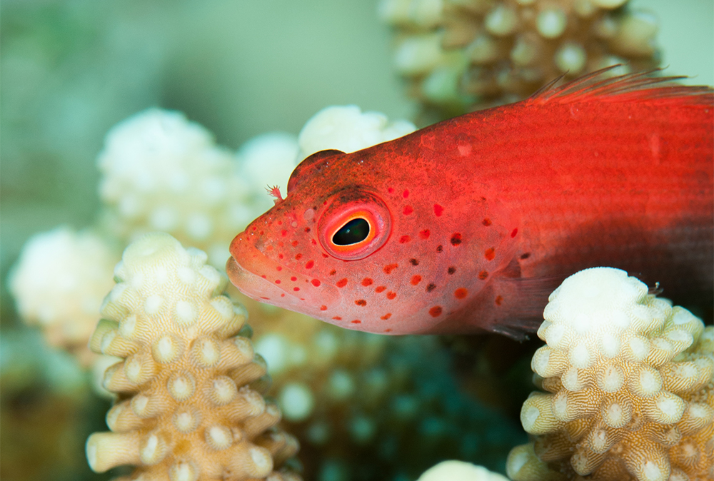 freckled hawkfish