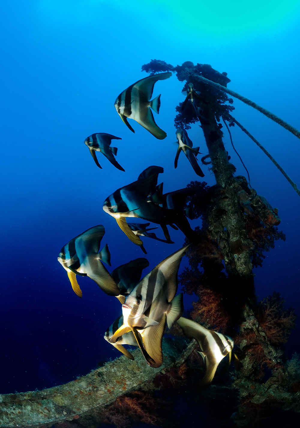 shipwreck reef batfish