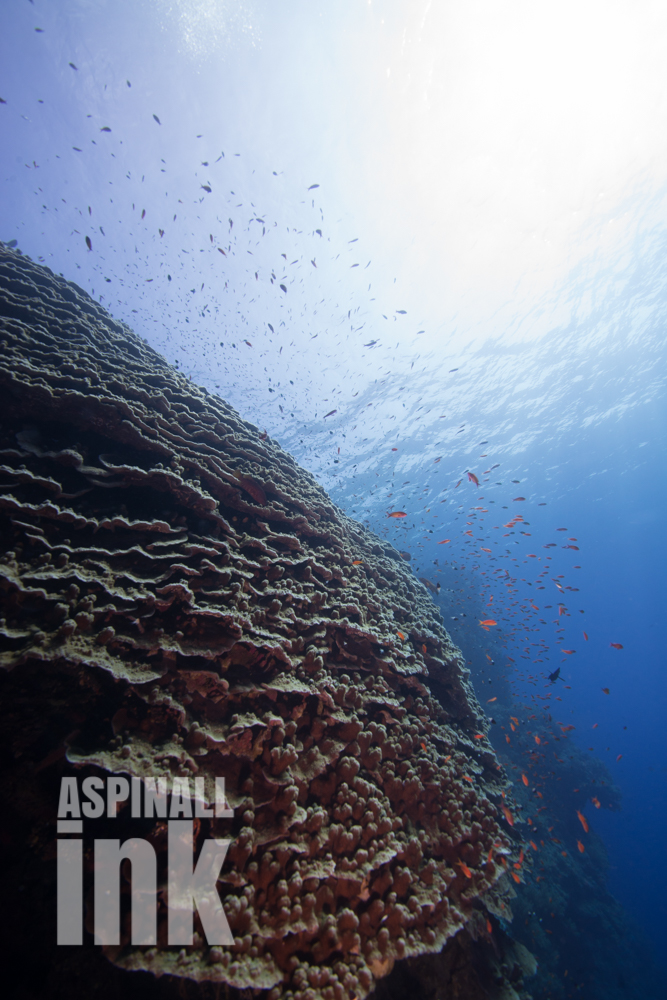 large porites