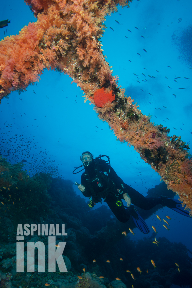 Tubastrea micrantha, sun coral