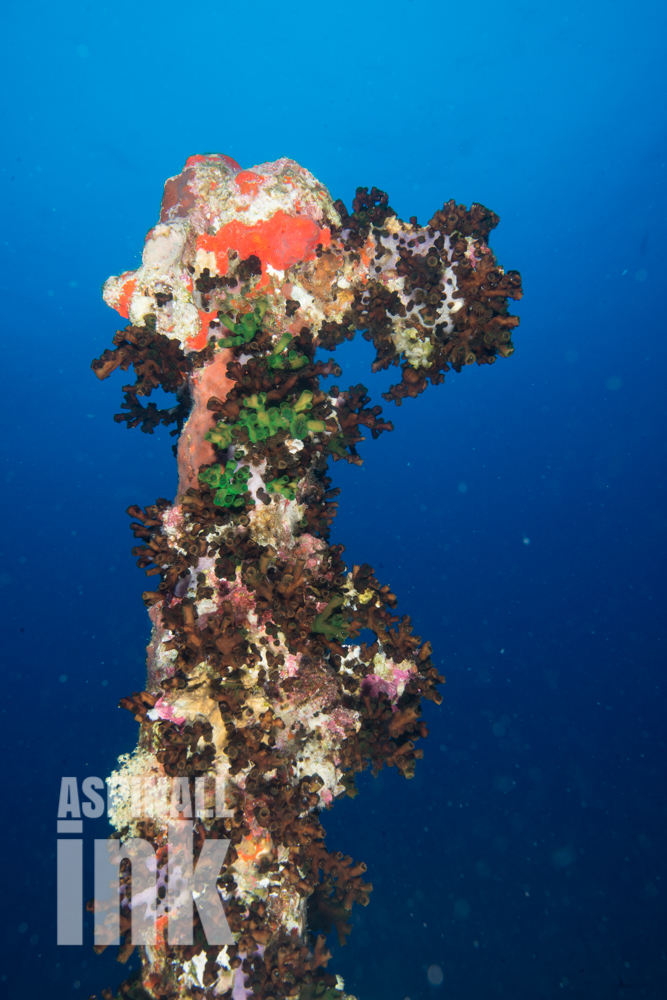 Tubastrea micrantha, sun coral
