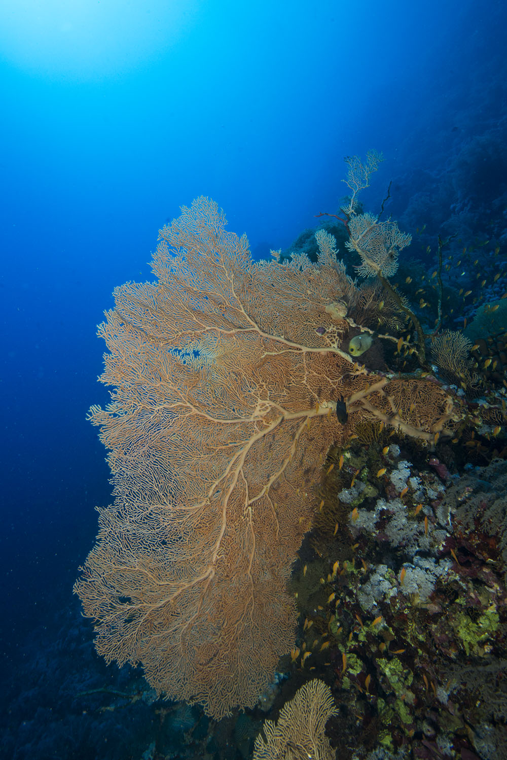 gorgonian