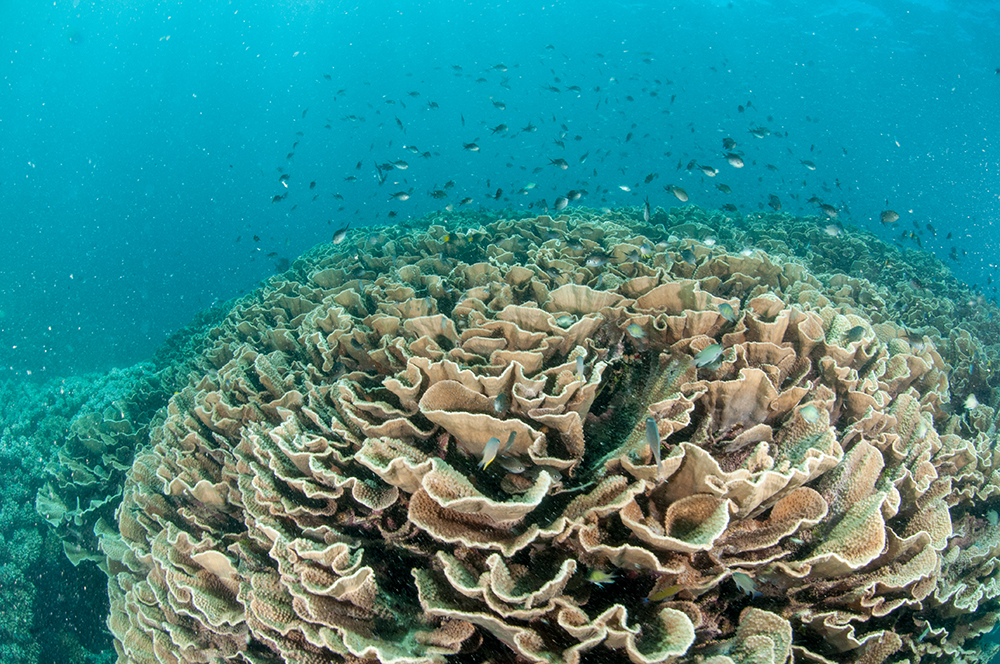 Monday Archives: An Enormous Coral in Fiji