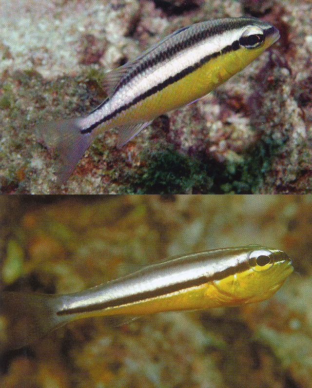 Scolopsis margaritifera (top) & Cheilodipterus zonatus (bottom). Credit: Gerry Allen / Fishbase