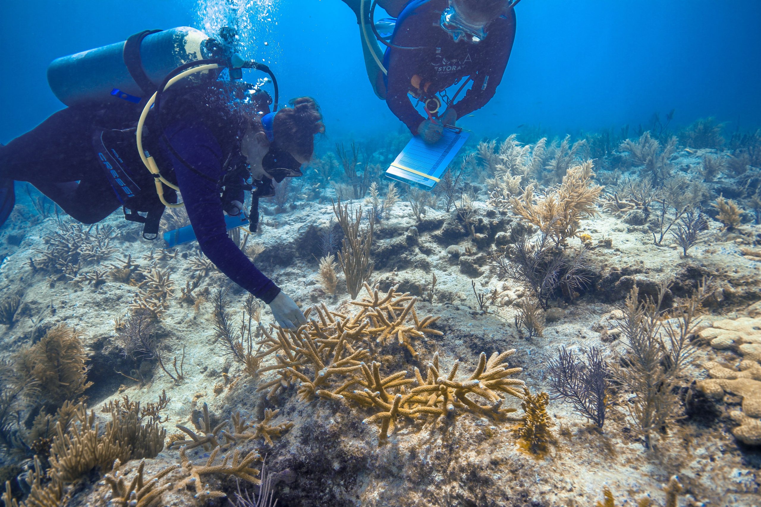 Coral Restoration Foundation Receives $2.1 Million Grant