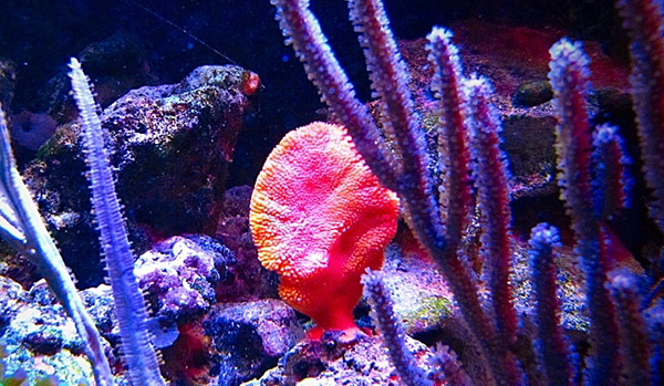aquarium sponge
