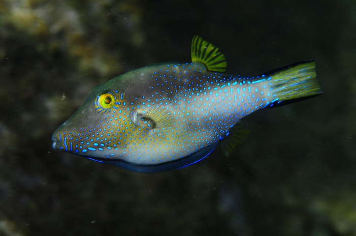 An excited specimen of the Macronesian Sharpnose Pufferfish (C. capistrata). Note the blue spots of the caudal peduncle, which are striated in C. rostrata and C. supramacula. Credit: Sirgfreid