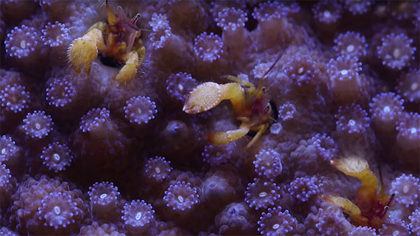 Oddball Reef System Symbiosis