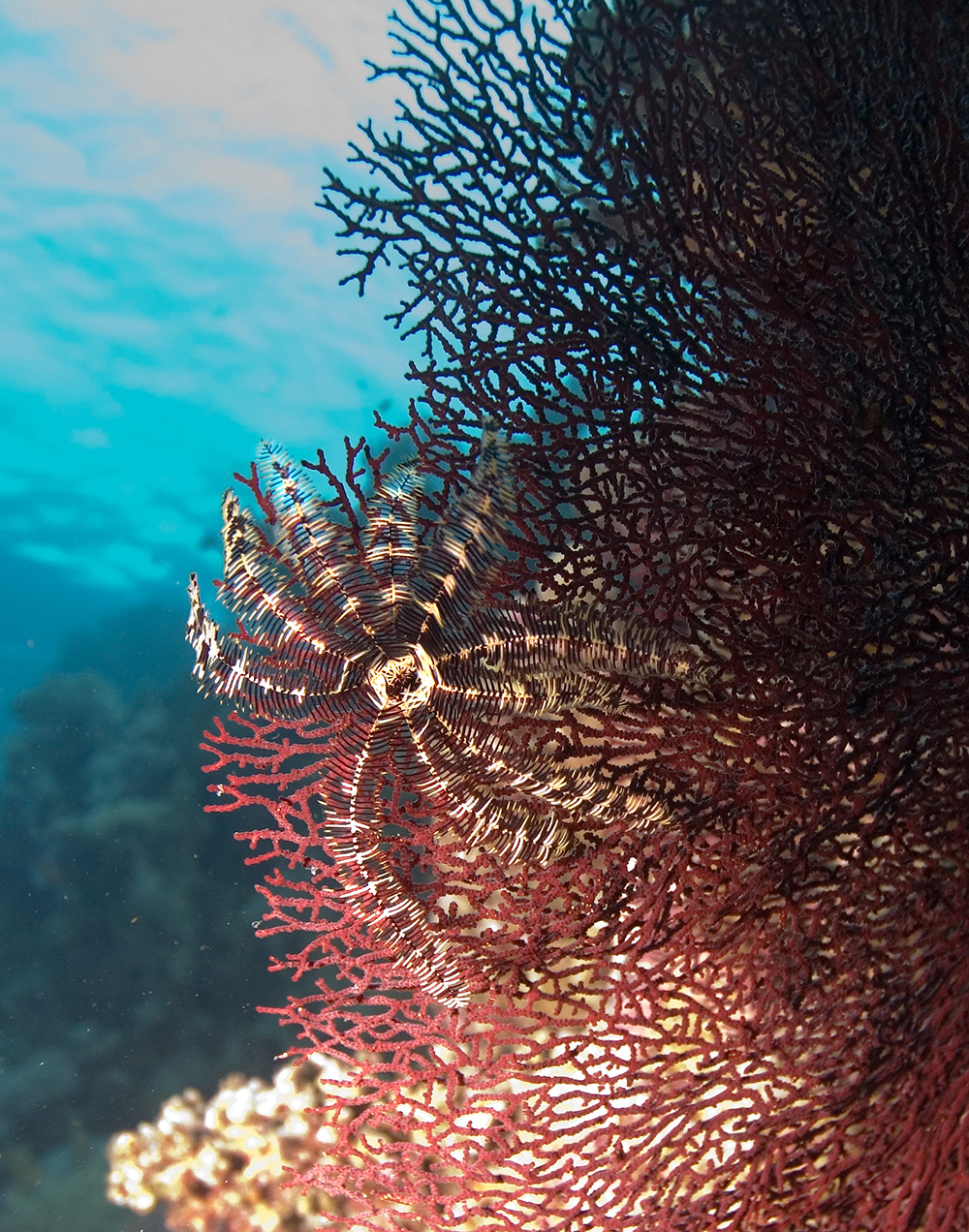 feather star red fan coral