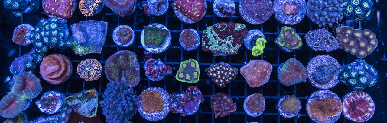 Frag Swaps – A Must See Event For Every Reef Keeper