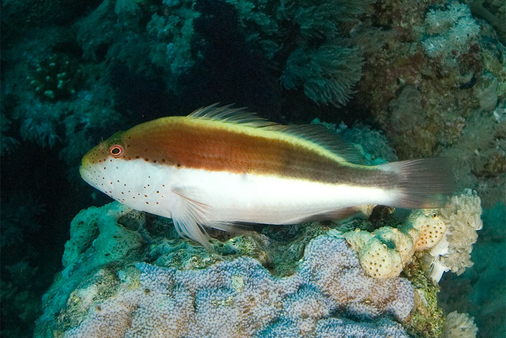 freckled hawkfish