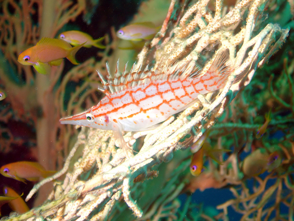 long nose hawkfish