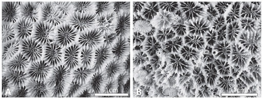 SEM images of Micromussa amakusensis (left) and M. indiana (right). Credit: Arrigoni et al 2016