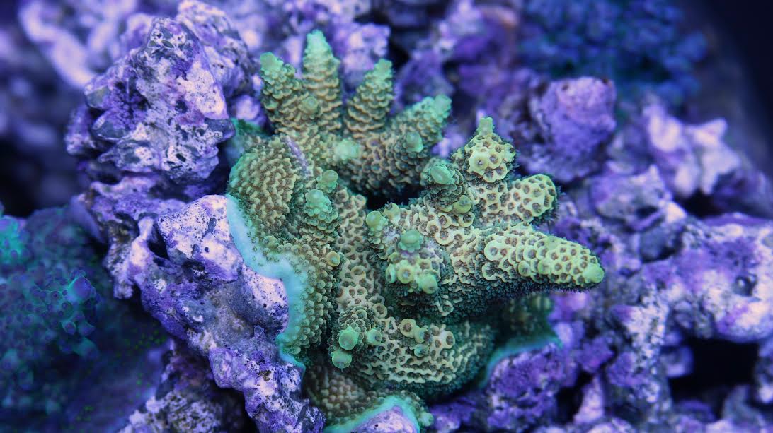 Advanced Coral Color and Growth Techniques