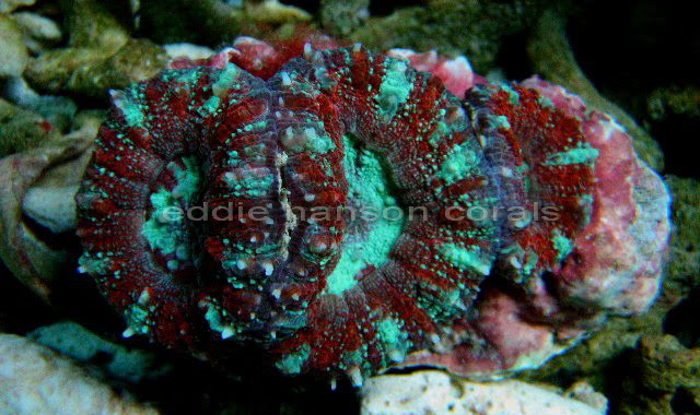 This polystomatous colony from Bali shows one of the nicer looking variations seen in Micromussa pacifica. It had been misidentified as Acanthastrea maxima. Credit: Eddie's Coral Adventures