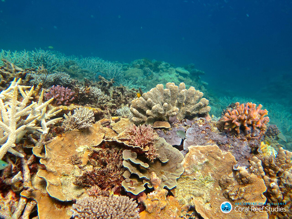Healthy Coral in the Capricorn Group of Islands, Southern Great Barrier Reef, November 2016. Credit: Tory Chase, ARC Centre of Excellence for Coral Reef Studies. 