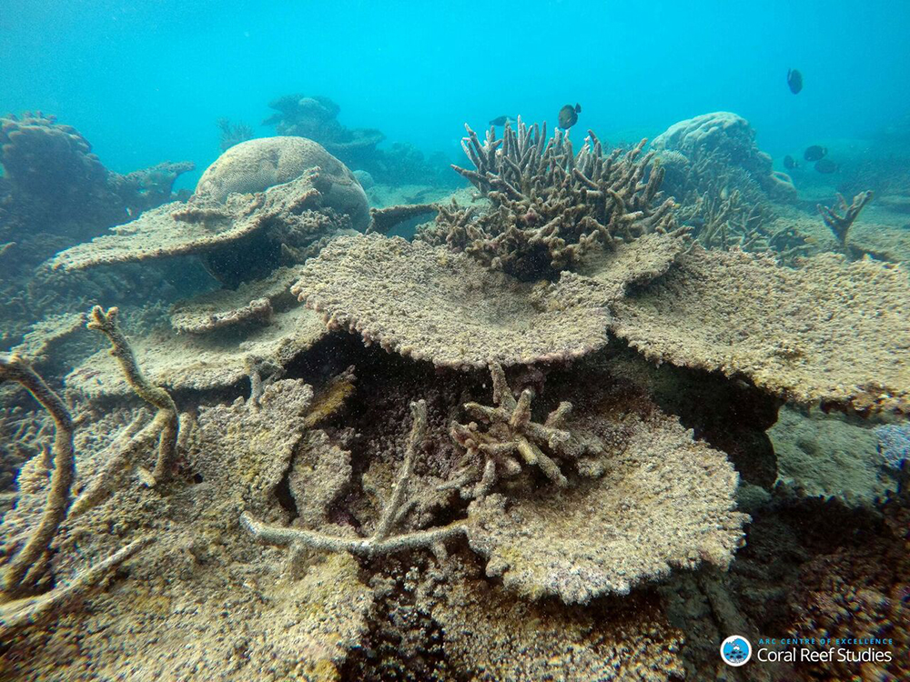 unspecified Dead table corals killed by bleaching on Zenith Reef, on the Northern Great Barrier Reef, November 2016. Credit: Greg Torda, ARC Centre of Excellence for Coral Reef Studies. c