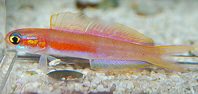 Navigobius cf dewa is another undescribed species. This aquaruim specimen originated from the Maldives. Note the number of dorsal fin rays (~20) is far less than in N. khanhoa. Credit: Aquarise