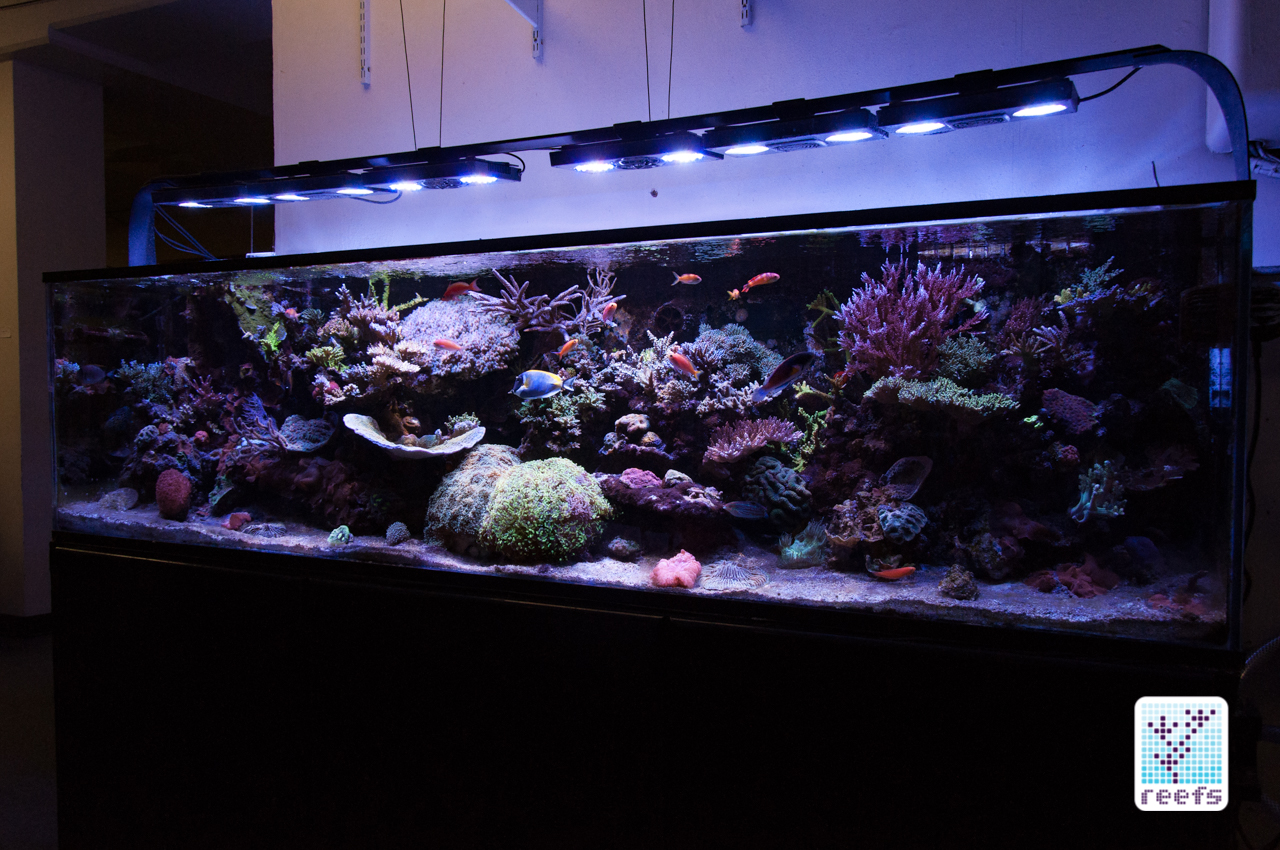 Randy Donowitz reef tank