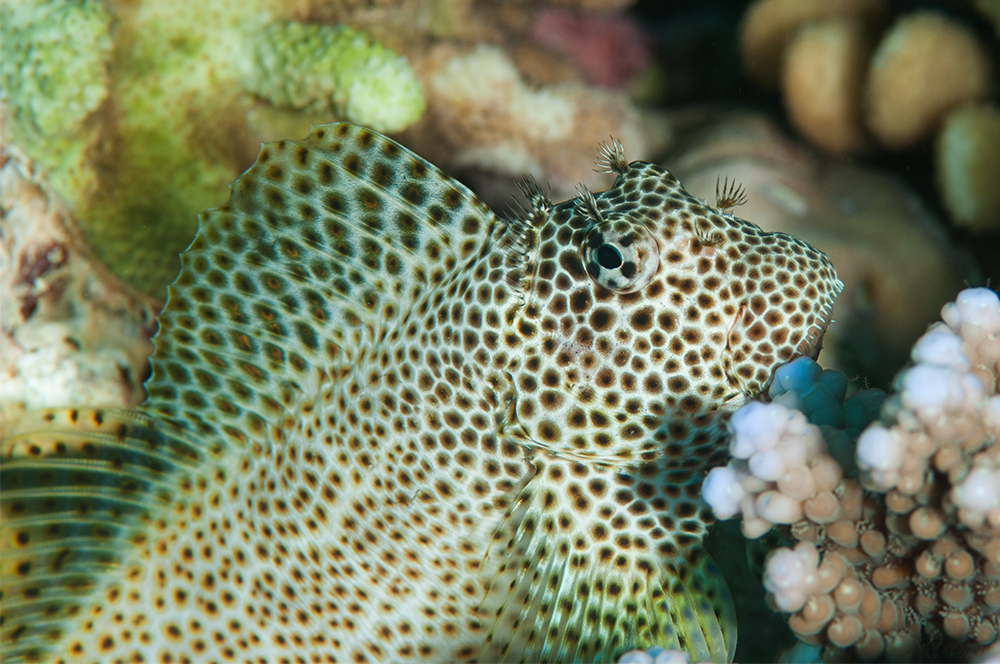  Leopard Blenny