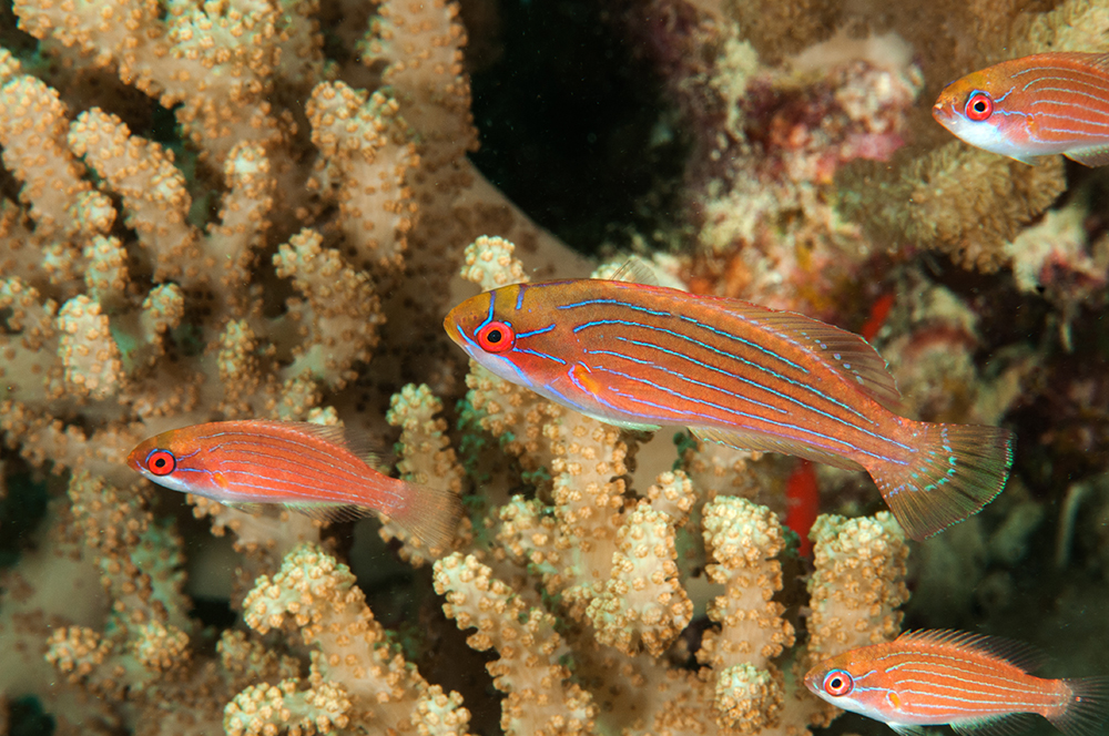 Eightline Flasher Wrasse