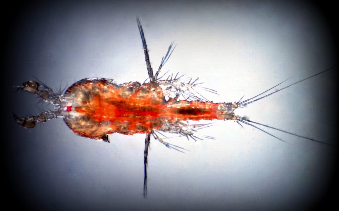 Copepods, a Home Guide; Part 1: Harpacticoids