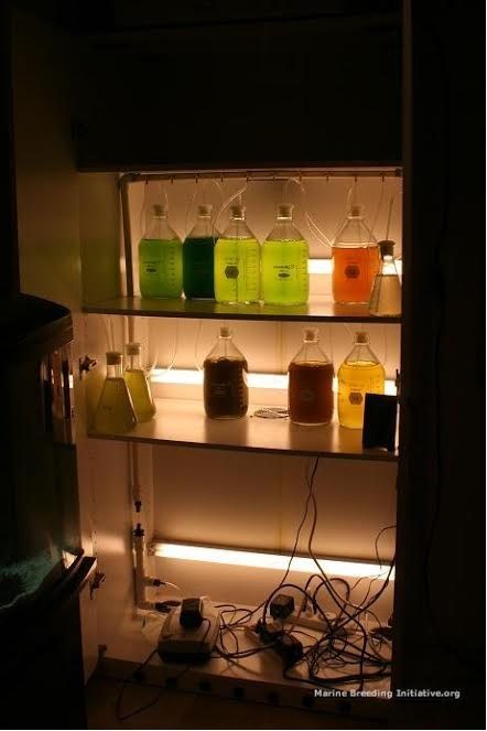 algae tower