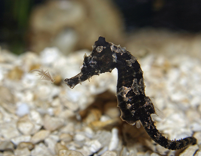 Erectus fry eating brine shrimp. Photo by Felicia McCaulley.