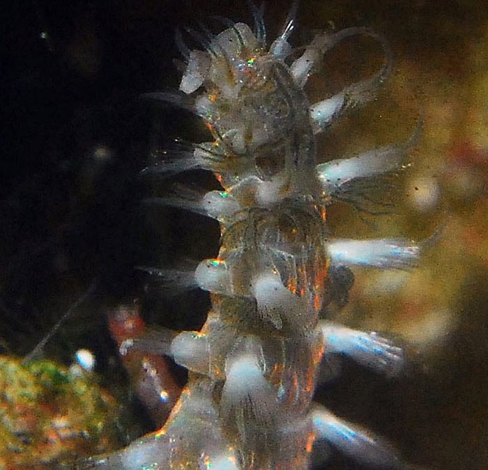 Monday Archives: Bristleworms: Should You Battle Them?