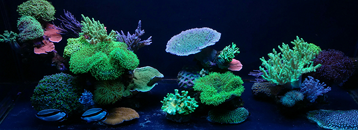 Reef aquarium containing wild collected, maricultured, and aquacultured coral. Photo by Austin Lefevre.