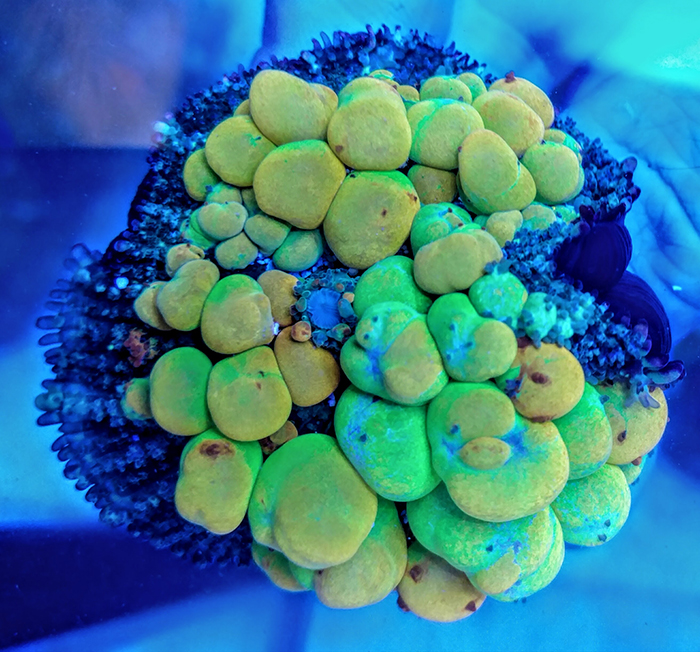 Infamous World Wide Corals bounce mushroom. Photo by Austin Lefevre.
