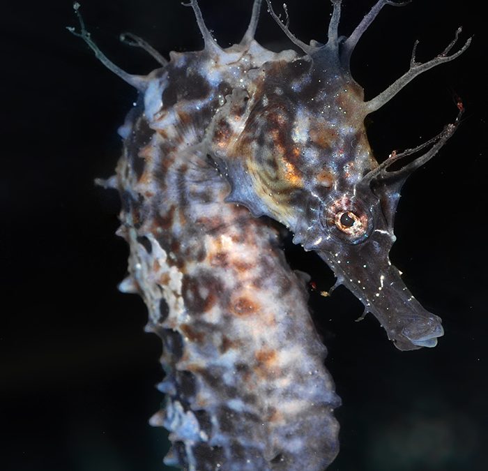 Seahorses and Vibrio