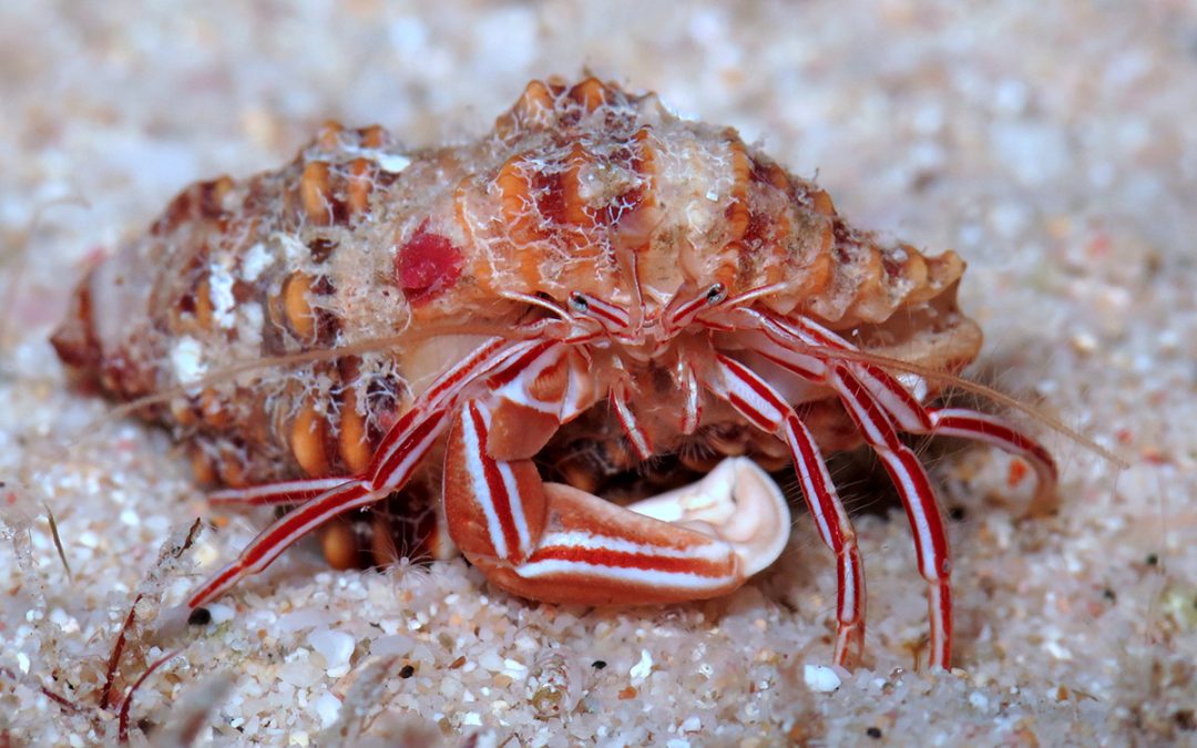 Inverts We Wish We Could Have: The Candy Stripe Hermit Crab, Pylopaguropsis mollymullerae