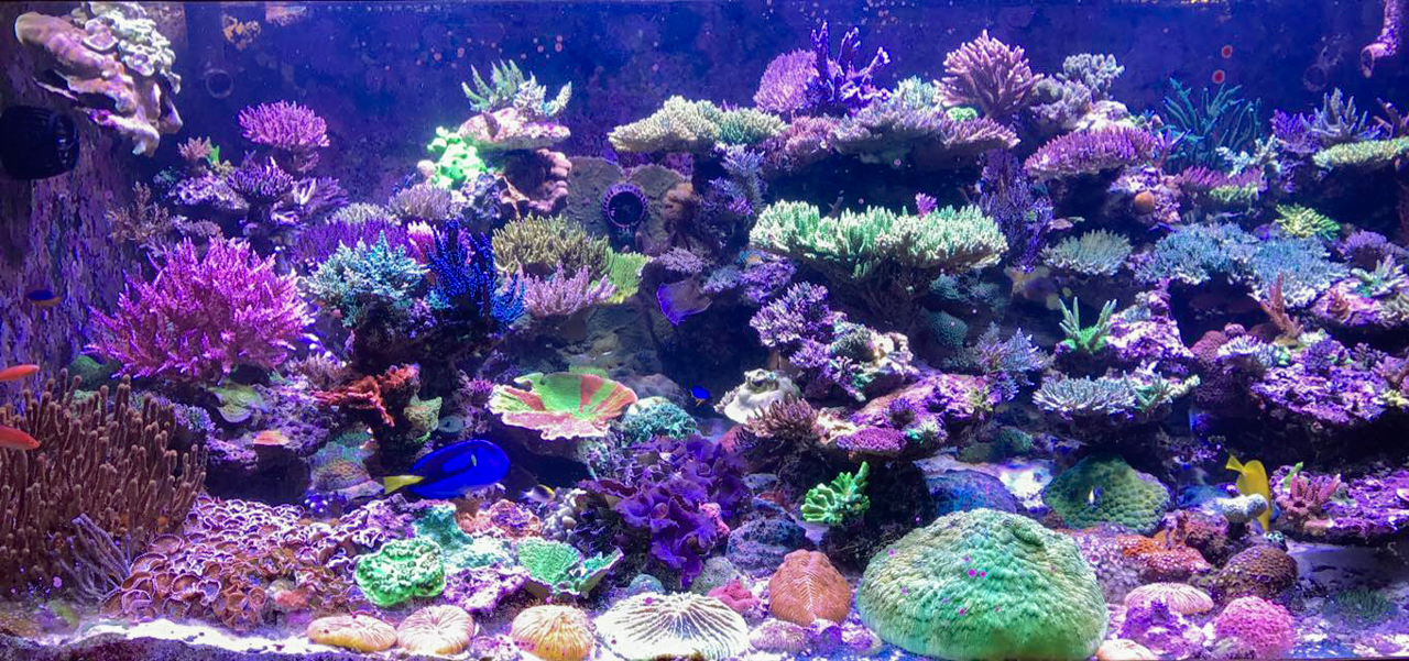 Aquarium Tips with Sanjay Joshi
