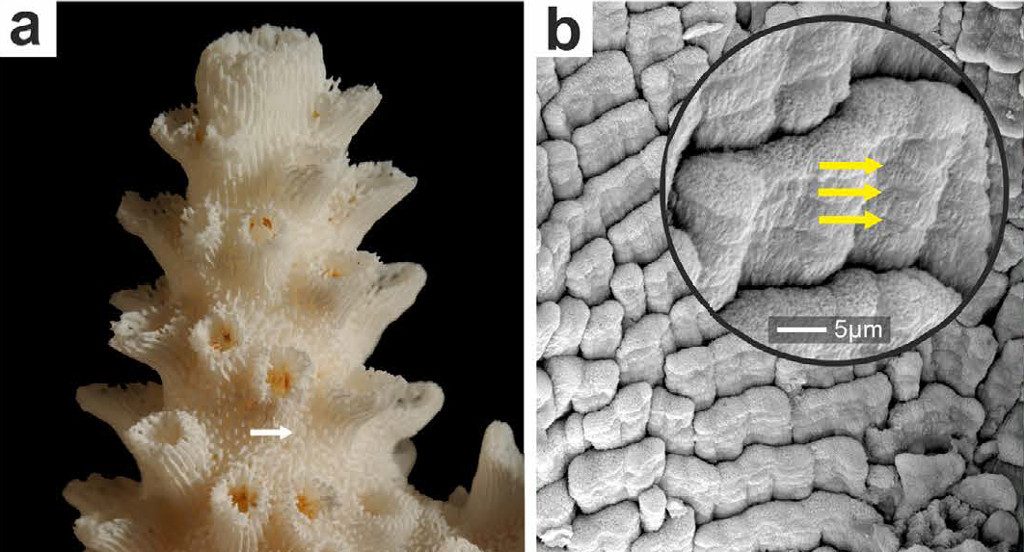 "Shingles" in Acropora eurystoma. Yellow arrows show growth bands within a single shingle. Credit: Stolarski et al 2015