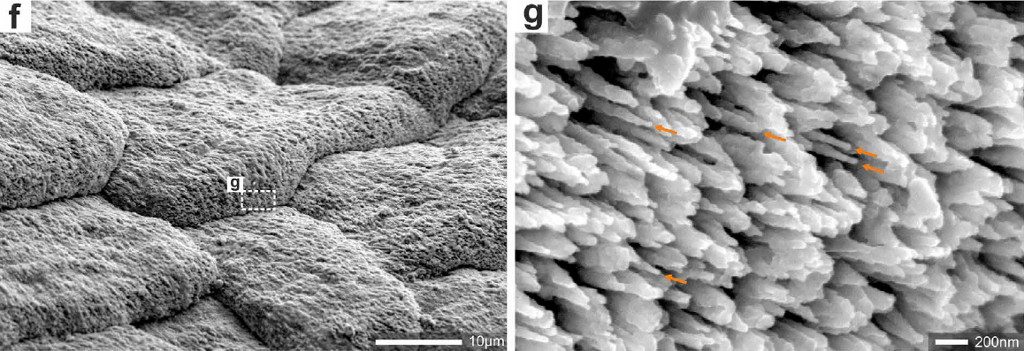 SEM magnification reveals the shingles to be composed of minute aragonitic fibers.