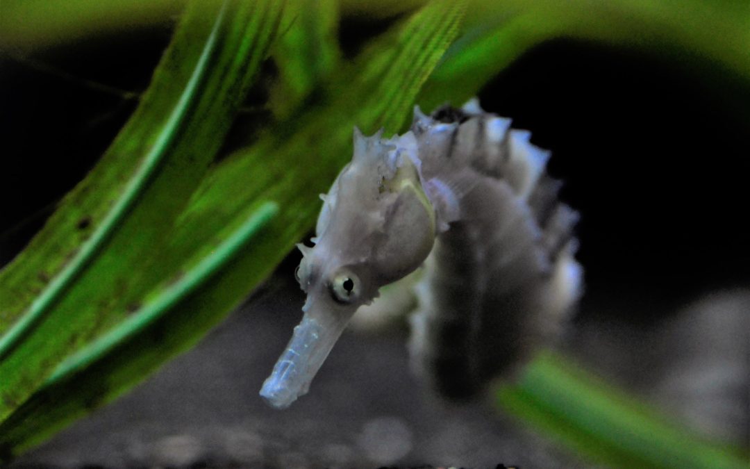 Piebald Seahorses