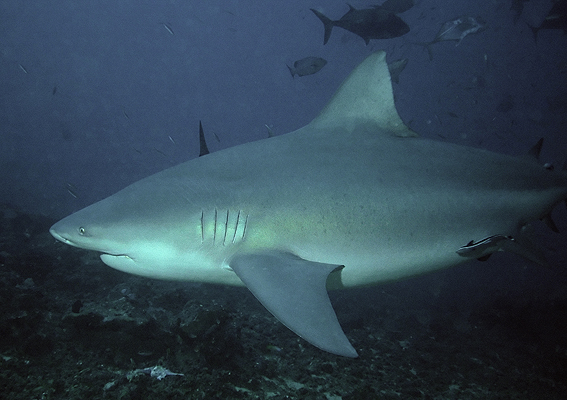 bullshark, bull shark