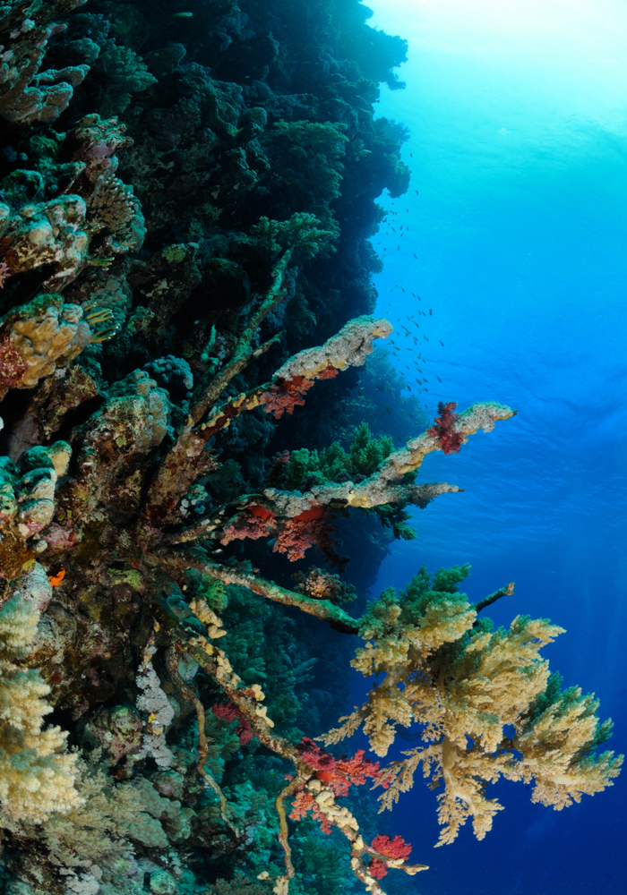 coral, reef, gorgonian
