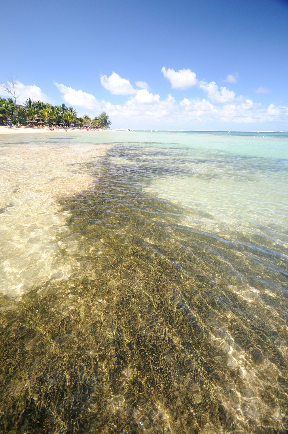 seagrass Indian Ocean