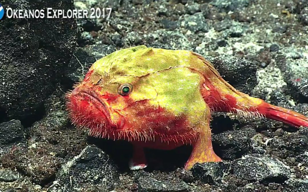 Amazing Images of Samoa’s Deepwater Marinelife
