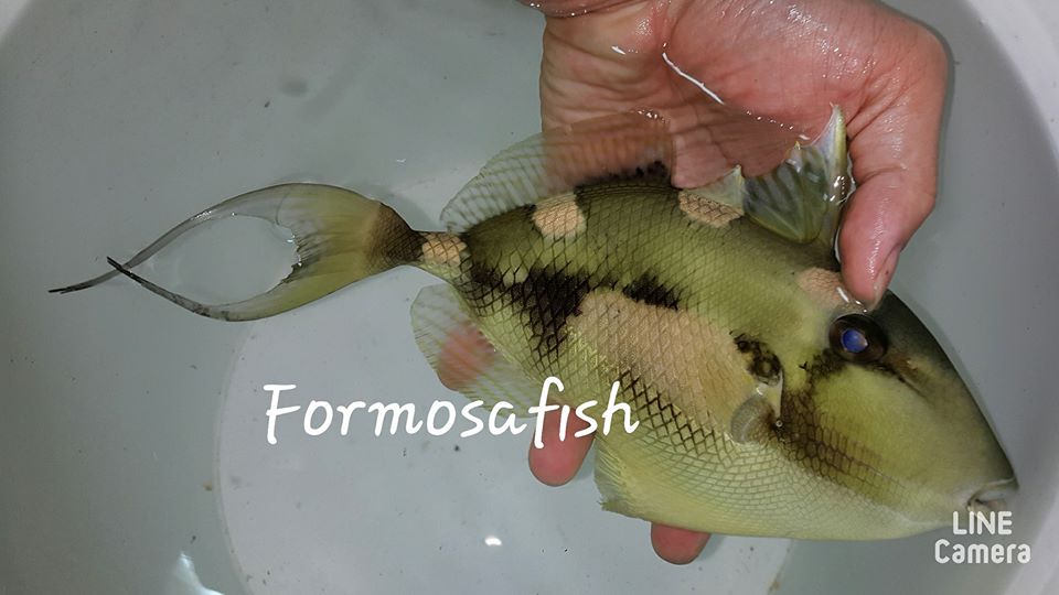 Monday Archives: Extremely Rare Hairfin Triggerfish (Abalistes filamentosus) Collected
