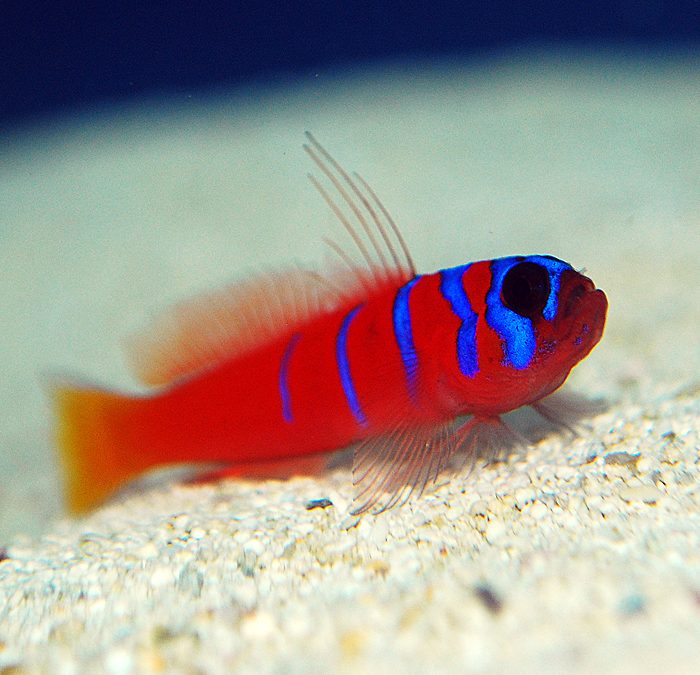 Coldwater Catalina Gobies