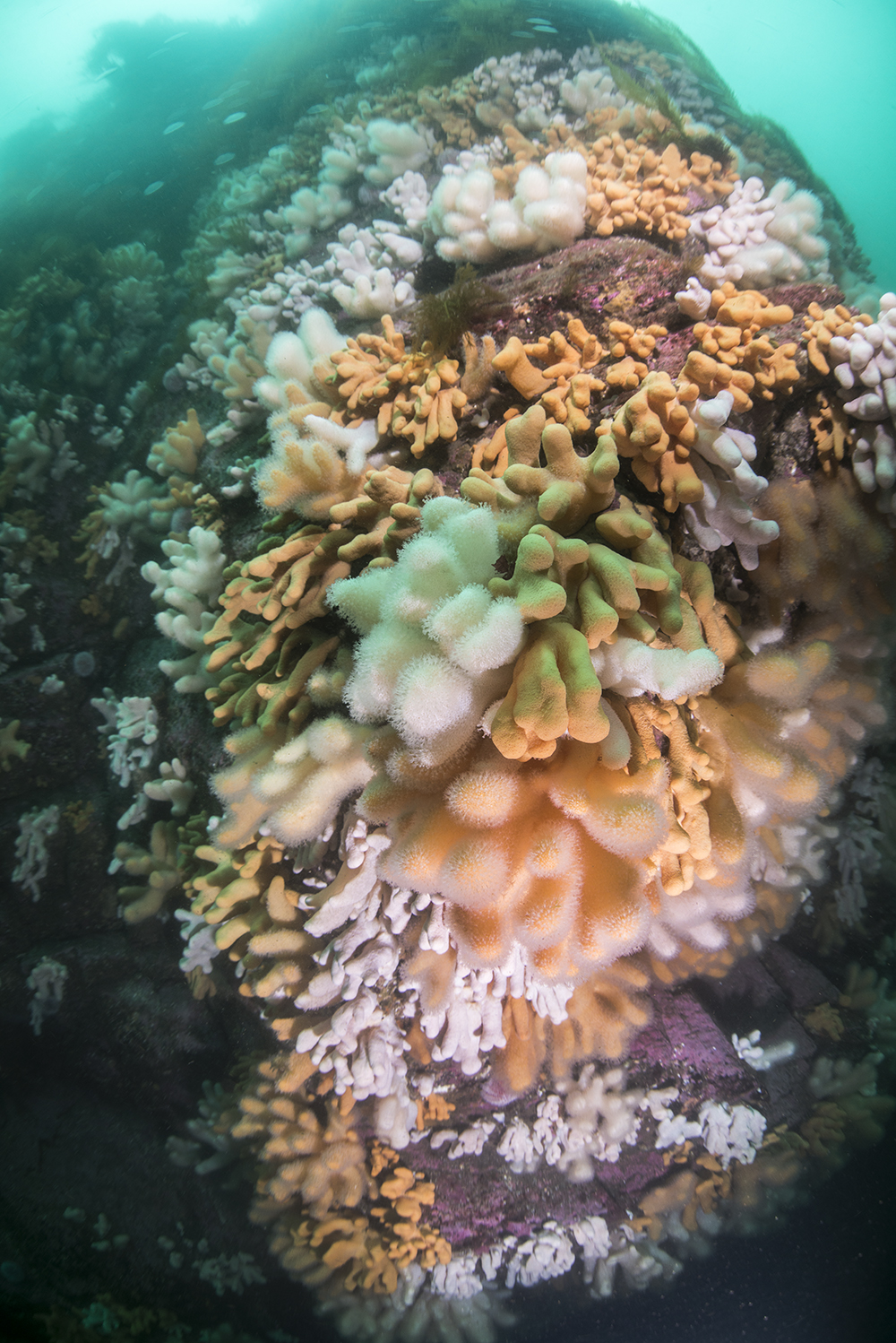 reef scene, coral