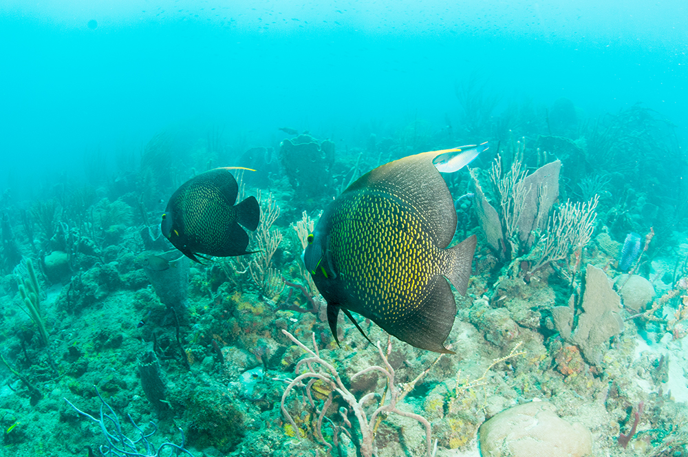 French angel fish