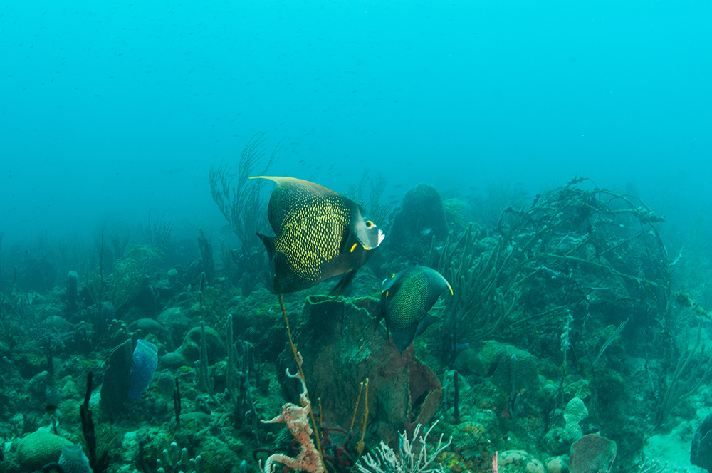 French angel fish