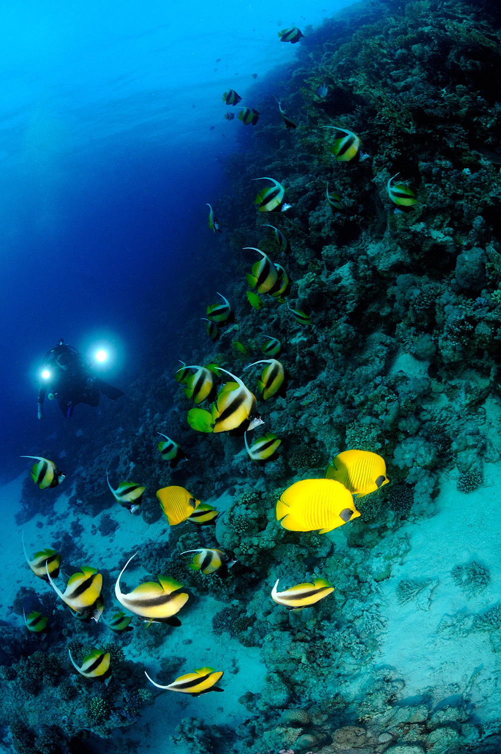 diver reef photography