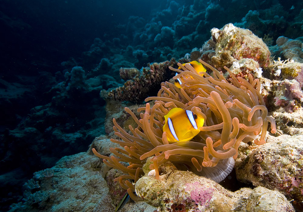 anemone, clown fish