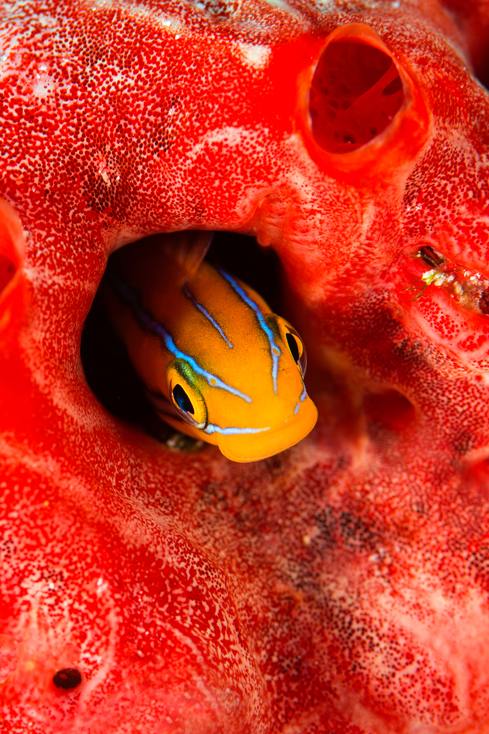 fish, Maldives, red sponge